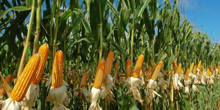 Michoacán, 4° productor de maíz en el país: Sedrua