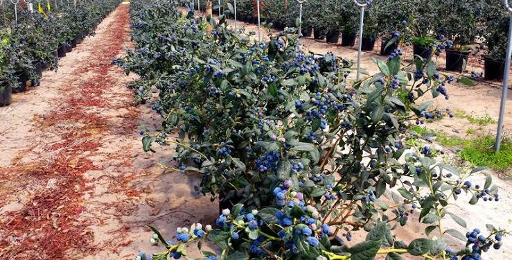 Con certificado de inocuidad, 2 mil 824 hectáreas de berries: Sedrua