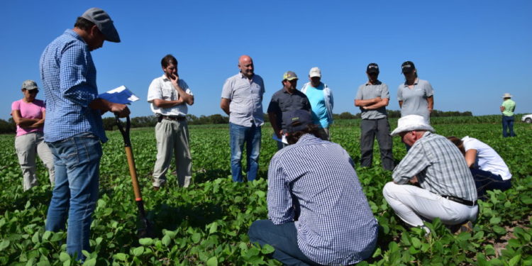 Con asistencia técnica, 548 mil hectáreas de cultivos: Sedrua