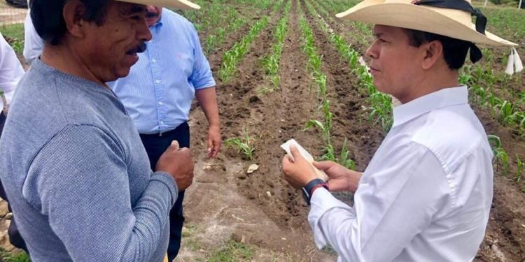 Respalda Gobierno de Michoacán, rescate del maíz palomero