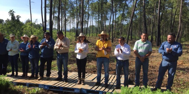 Recupera Semaccdet predio La Noria, afectado por incendios forestales