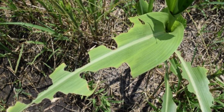 Atiende Sedrua 2 mil 595 hectáreas con plaga de “Gusano Soldado”