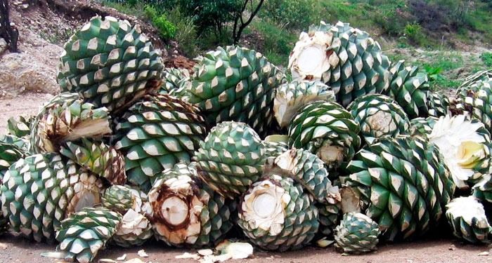 Produce Michoacán más de 750 mil litros de mezcal: Sedrua