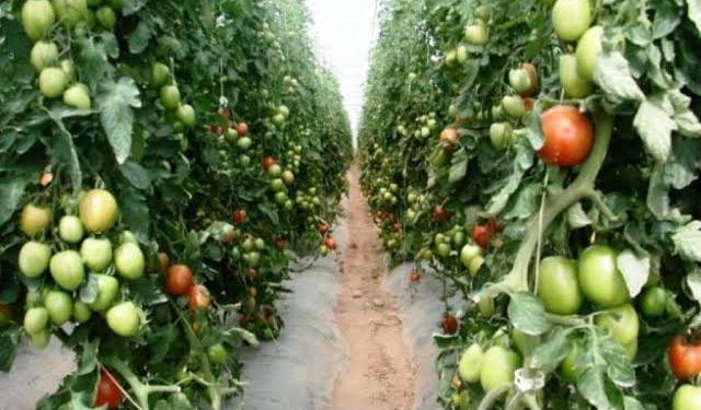 Celebra Sedrua fin al antidumping contra jitomate mexicano