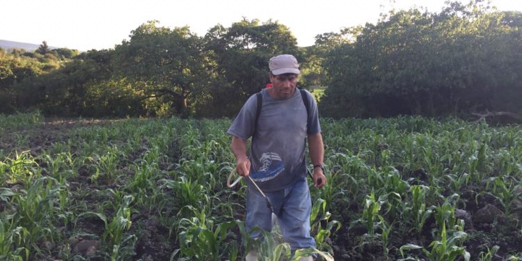 Impactan resultados de Agricultura Sustentable en el campo: Sedrua