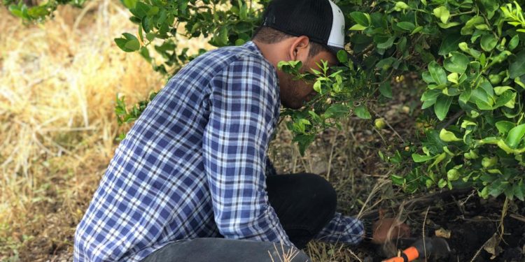 Mejores limones, libres de plagas, con “Agricultura Sustentable”: Sedrua