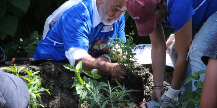 Jardines para Polinizadores, refugio y alimentación en zonas urbanas: Semaccdet