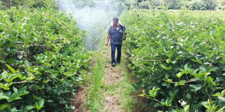 «Agricultura Sustentable” transforma cultivos de zarzamora, limón y maíz: productores