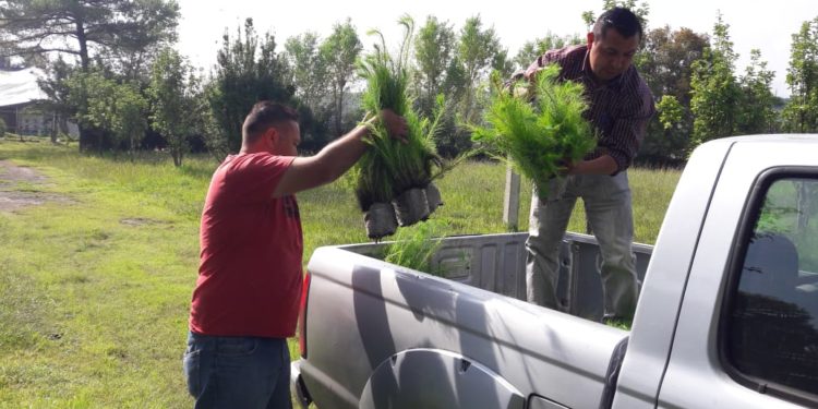 Este domingo, Michoacán será la primera parada de Reverdeciendo a México