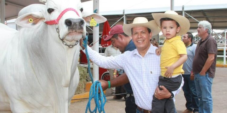 En Michoacán, un millón 922 mil cabezas de ganado: Sedrua