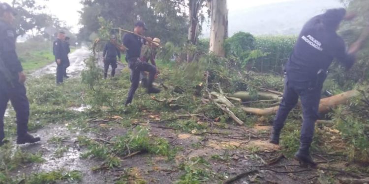 Coadyuva SSP a retirar árbol que obstruye la vialidad, en Chavinda