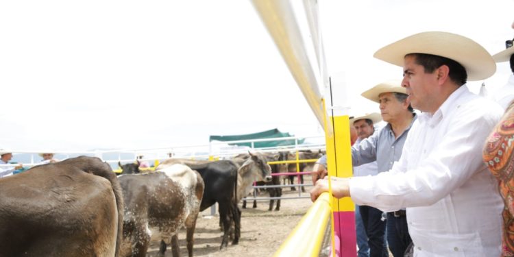 Inicia federación entrega de Crédito Ganadero a la Palabra en Michoacán