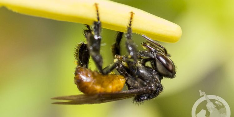 Con Santuario, será Michoacán pionero en preservación de abejas: Semaccdet