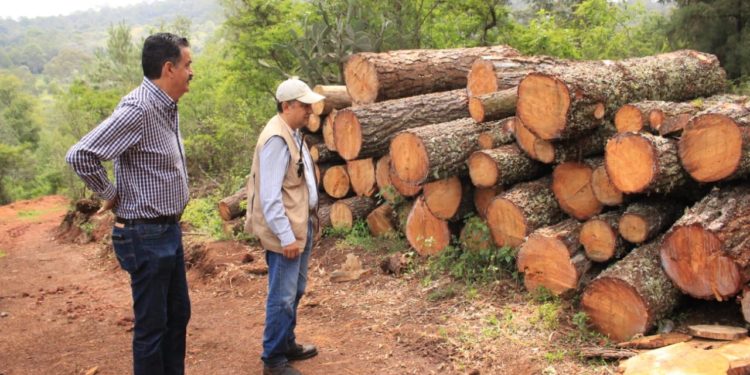 Decomisa Mesa de Seguridad Ambiental, madera procedente de tala ilegal en Charo