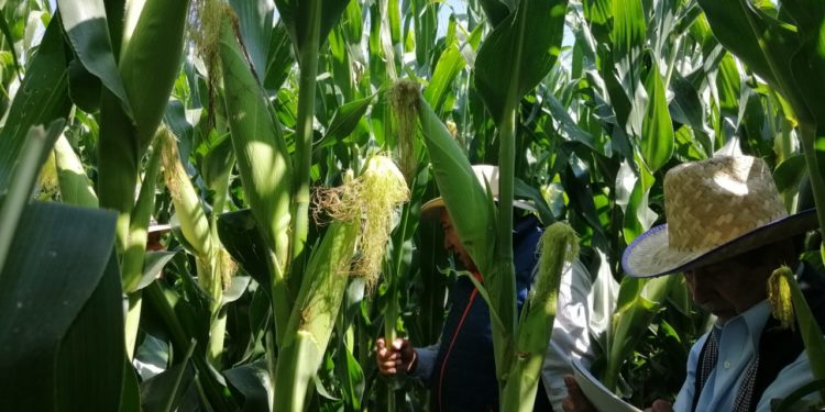 Duplican resultados: hasta cinco elotes por planta, con Agricultura sustentable