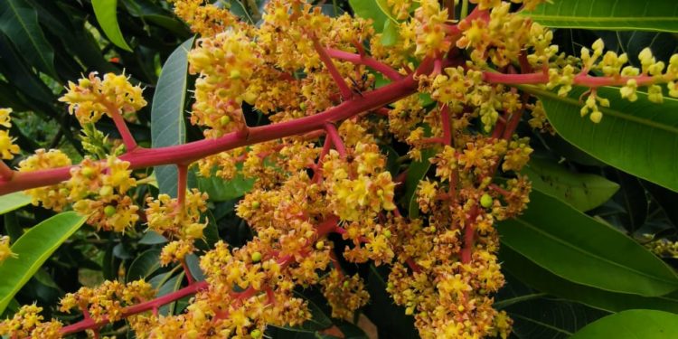 Jamaica y mango de La Huacana, se suman al programa de Agricultura Sustentable