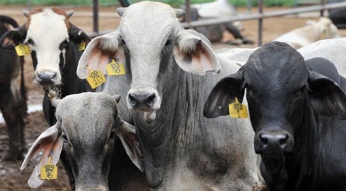 Para mejorar hato ganadero, cerca de 140 mdp: Sedrua