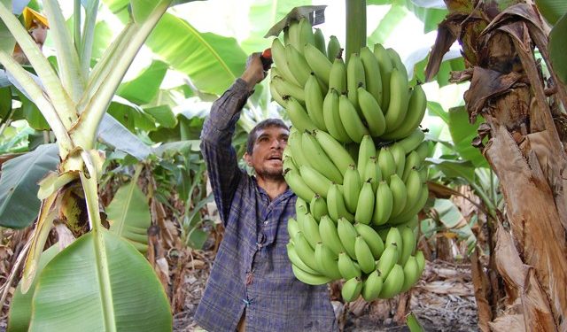 Coco, plátano y papaya, ingresaran a Agricultura sustentable: Sedrua