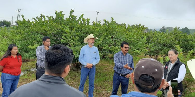 Lista, parcela de guayaba con Agricultura Sustentable