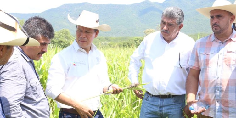 Con seguro, todos los cultivos del campo michoacano: Sedrua