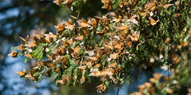 Promueve Sectur Michoacán Código del Turismo Responsable para la Reserva de la Monarca