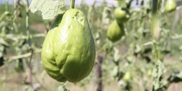 Michoacán, 2° productor nacional de chayote: Sedrua