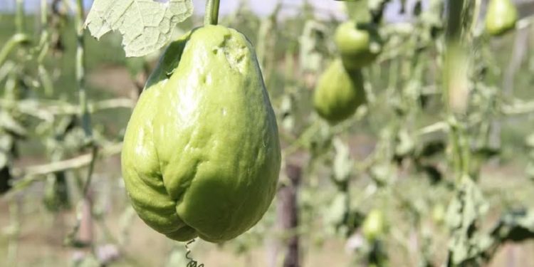 Michoacán, 2° productor nacional de chayote: Sedrua