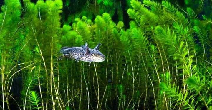 Michoacán, casa de ajolotes y achoques