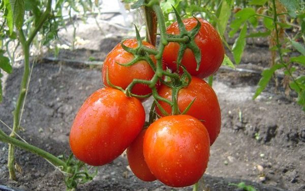 Jitomate michoacano, con sanidad garantiza para su exportación a EU