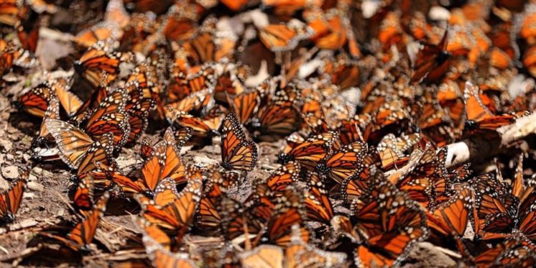 Abundante arribo de mariposas Monarca reportan santuarios en Michoacán: Semaccdet