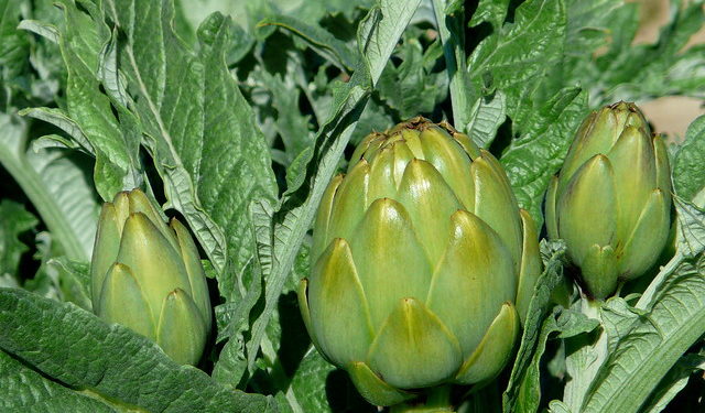 Michoacán, 2° productor nacional de alcachofa: Sedrua