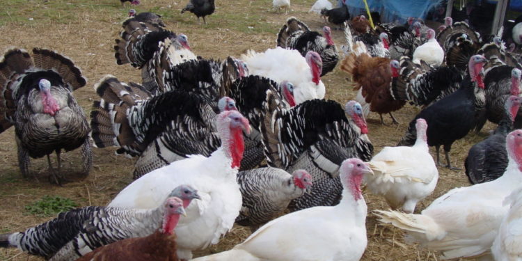 Produce Michoacán casi 45 mil pavos anuales: Sedrua