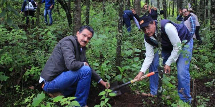 Revierte Michoacán, degradación del suelo en Reserva de la Biósfera de la Mariposa Monarca: Semaccdet
