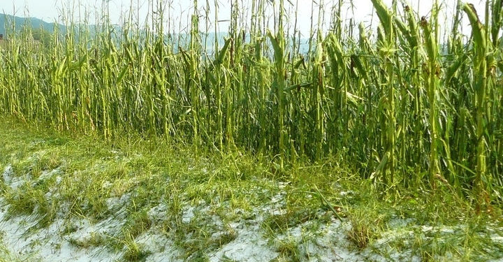 Gobierno de Michoacán en alerta, ante posibles heladas en cultivos