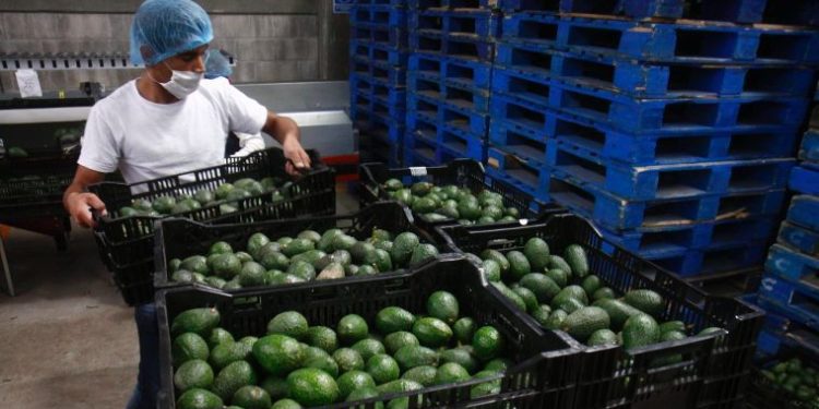 Agro, ganadería y pesca de Michoacán, las segundas más  productivas de México