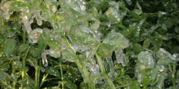 Gobierno de Michoacán en alerta, ante posibles heladas en cultivos