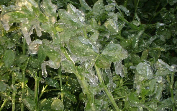 Gobierno de Michoacán en alerta, ante posibles heladas en cultivos