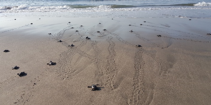 Liberadas en Michoacán, 850 mil crías de tortugas: Compesca