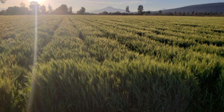 Agricultura Sustentable supera expectativas en cultivos de trigo: Sedrua
