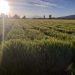 Agricultura Sustentable supera expectativas en cultivos de trigo: Sedrua