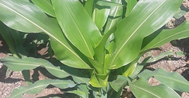 Cultivo de maíz amarillo se fortalece con Agricultura Sustentable en Michoacán