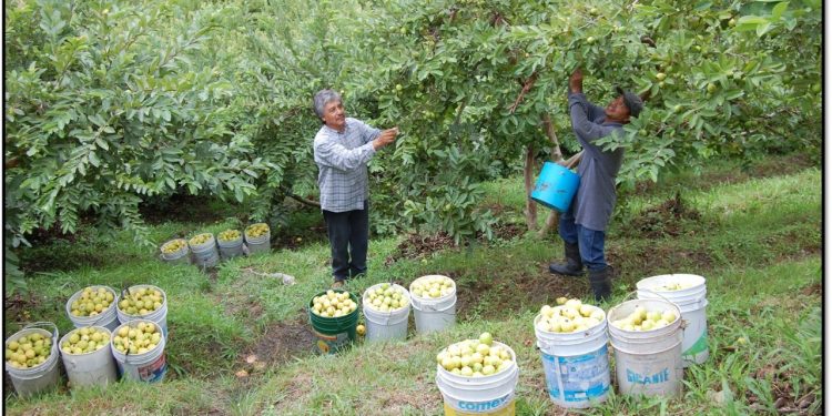 Produce Michoacán el 60 por ciento de la guayaba del país