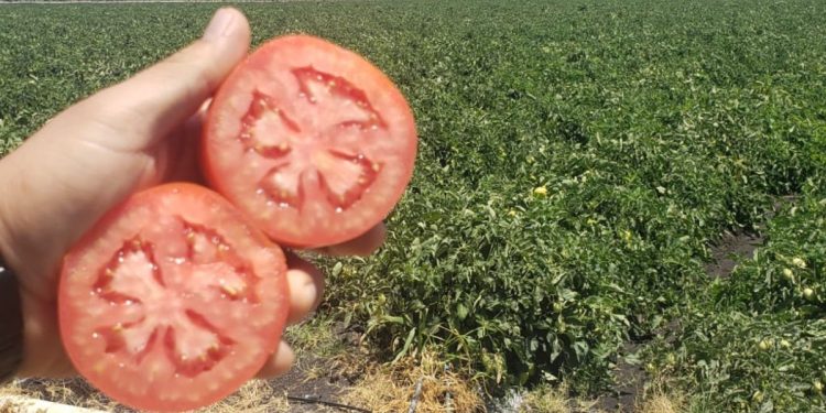 Se logran excelentes jitomates con Agricultura Sustentable en Michoacán