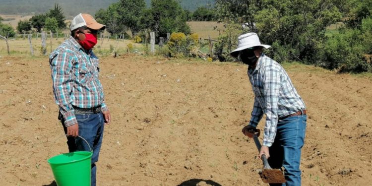 Germinan primeros cultivos de maíz de Agricultura Sustentable, en la Meseta Purépecha