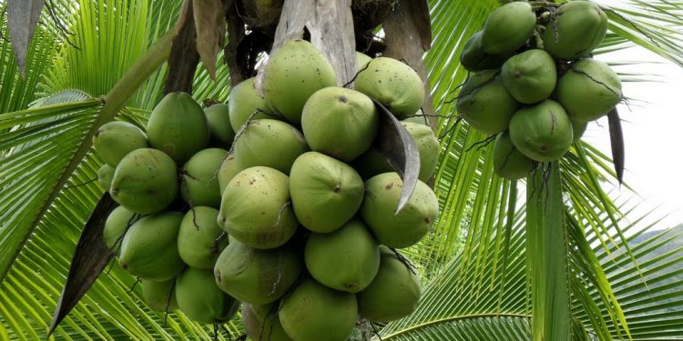 Crece 16.9 por ciento, producción de coco en Michoacán: Sedrua