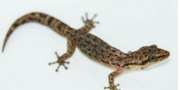 Salamanquesa pigmea de la Sierra Madre del Sur, está considerada como el gecko más pequeño de México