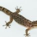 Salamanquesa pigmea de la Sierra Madre del Sur, está considerada como el gecko más pequeño de México