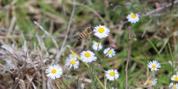 Plantas nectapoliníferas brindan seguridad alimentaria en Michoacán