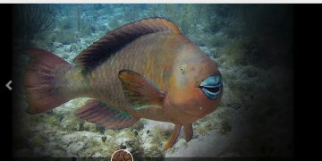 Semaccdet invita a unirse al Reto Naturalista Urbano 2020