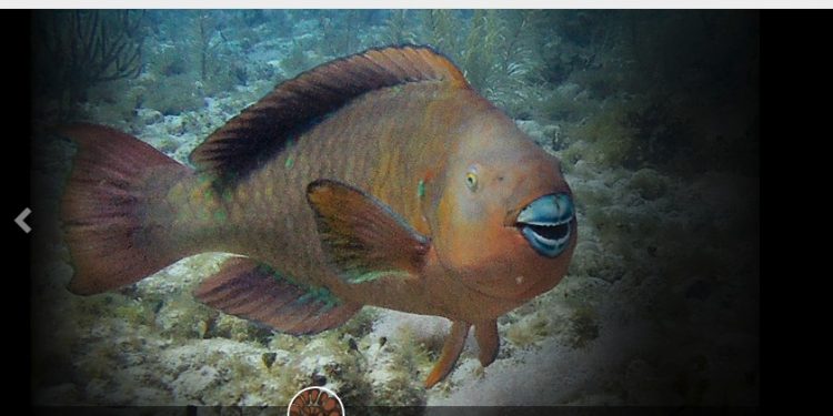 Semaccdet invita a unirse al Reto Naturalista Urbano 2020